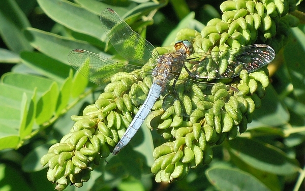 Orthetrum brunneum vs O. coerulescens