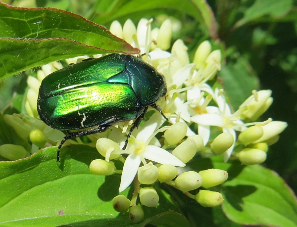Banchetto di coleotteri floricoli