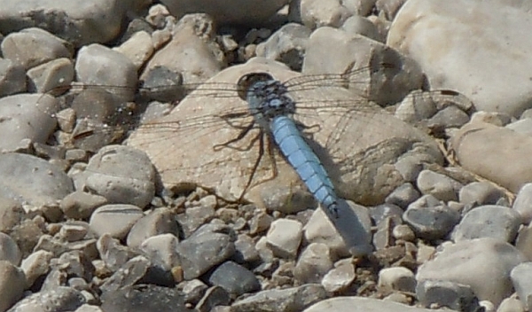 Orthetrum brunneum vs O. coerulescens