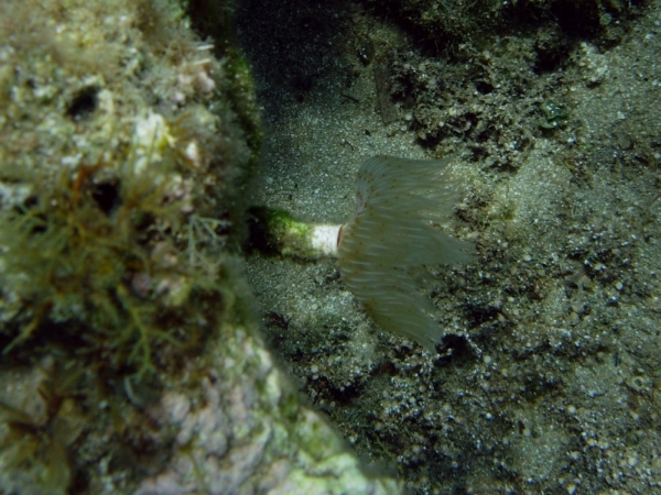 Protula tubularia