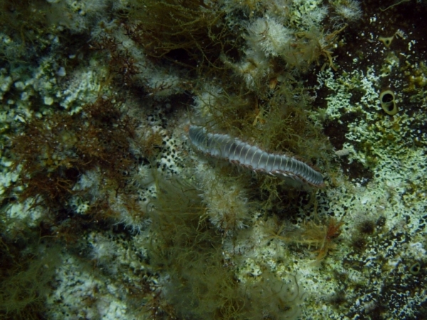 Hermodice caruncolata