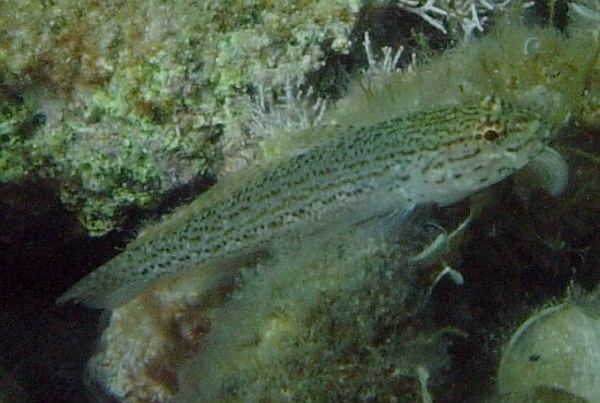 Gobius fallax, Gobius bucchichi e Gobius incognitus
