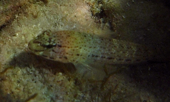 Gobius fallax, Gobius bucchichi e Gobius incognitus