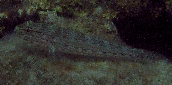 Gobius fallax, Gobius bucchichi e Gobius incognitus