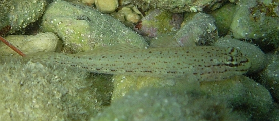 Gobius fallax, Gobius bucchichi e Gobius incognitus