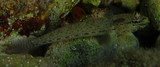 Gobius fallax, Gobius bucchichi e Gobius incognitus