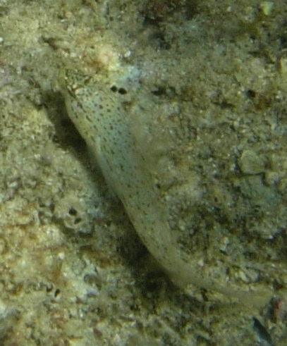 Gobius fallax, Gobius bucchichi e Gobius incognitus