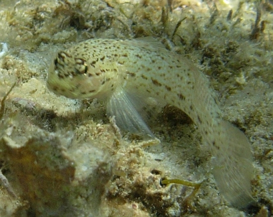 Gobius fallax, Gobius bucchichi e Gobius incognitus