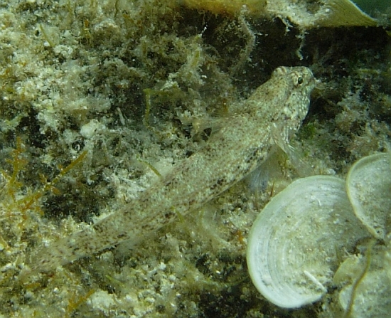 Gobius fallax, Gobius bucchichi e Gobius incognitus