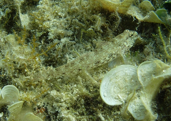 Gobius fallax, Gobius bucchichi e Gobius incognitus