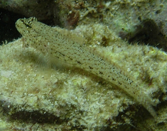 Gobius fallax, Gobius bucchichi e Gobius incognitus