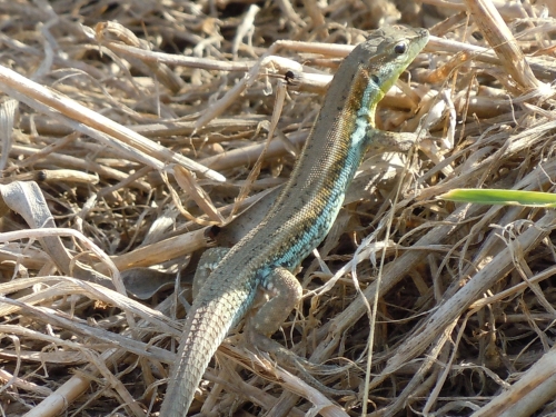 Ophisops elegans (Cyprus)