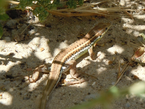 Ophisops elegans (Cyprus)