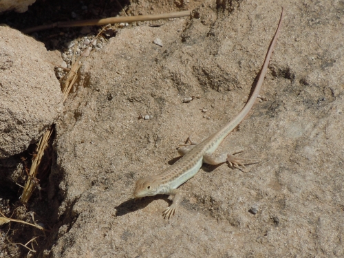 Acanthodactylus schreiberi (Cyprus)