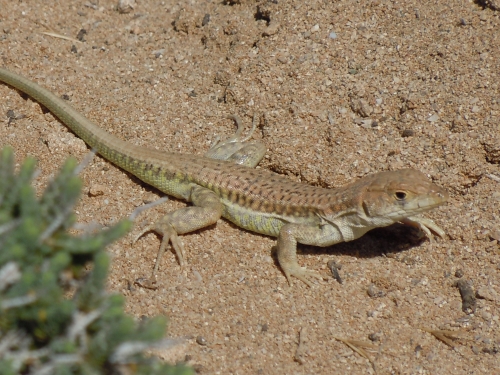 Acanthodactylus schreiberi (Cyprus)