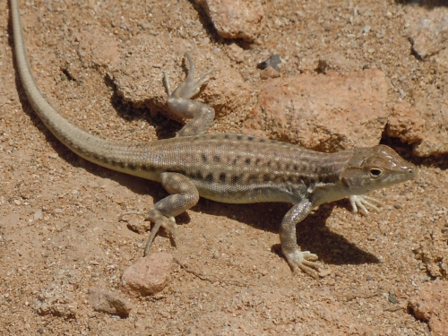 Acanthodactylus schreiberi (Cyprus)