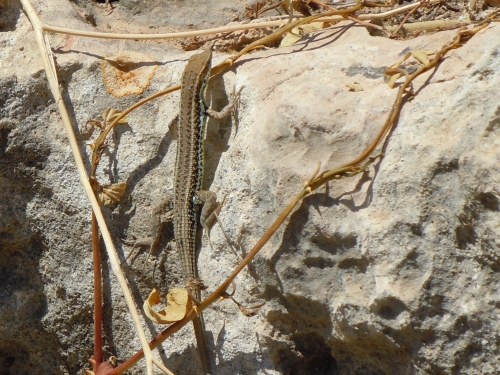 Ophisops elegans (Cyprus)