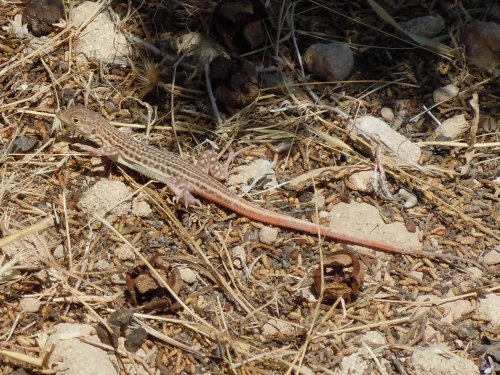 Acanthodactylus schreiberi (Cyprus)