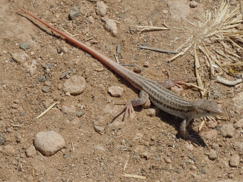 Acanthodactylus schreiberi (Cyprus)