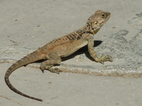 Laudakkia stellio cypriaca (Cyprus)