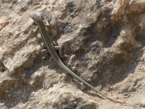 Ophisops elegans (Cyprus)