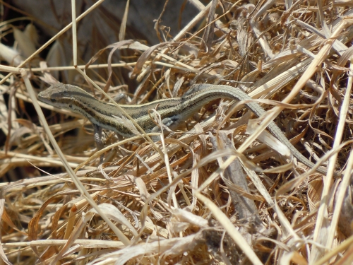 Ophisops elegans (Cyprus)