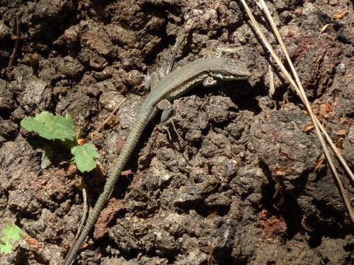 Phoenicolacerta troodica (Cyprus)