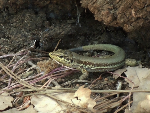 Phoenicolacerta troodica (Cyprus)