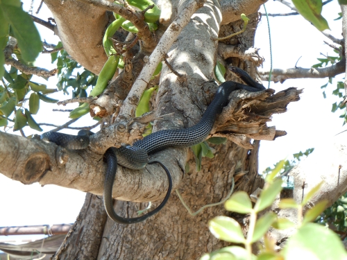Dolichophis jugularis (Cyprus)