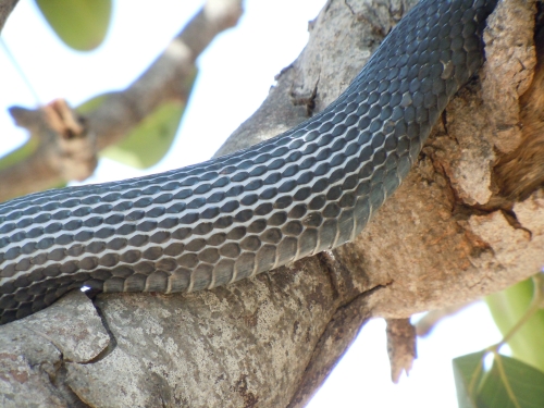 Dolichophis jugularis (Cyprus)