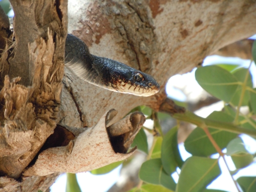 Dolichophis jugularis (Cyprus)