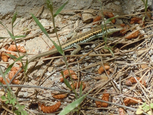 Ophisops elegans (Cyprus)