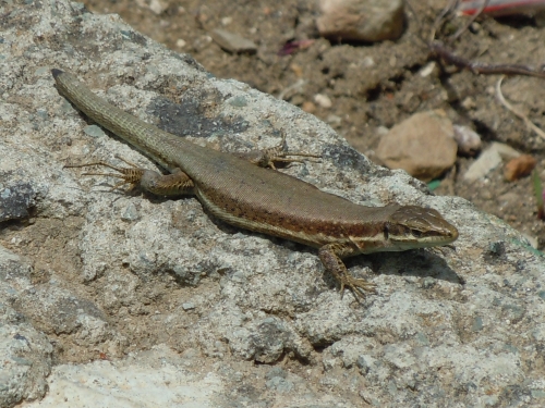 Phoenicolacerta troodica (Cyprus)