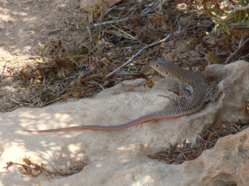 Acanthodactylus schreiberi (Cyprus)