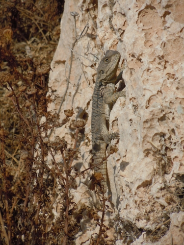 Laudakkia stellio cypriaca (Cyprus)