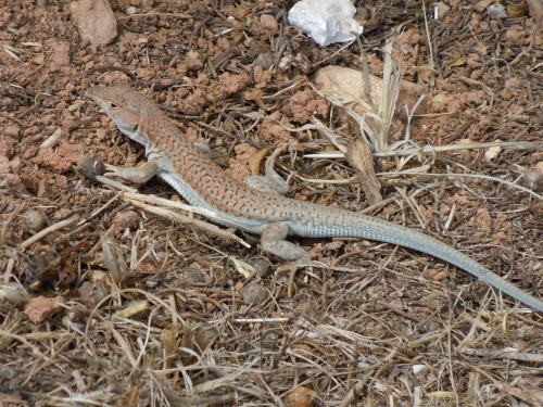 Acanthodactylus schreiberi (Cyprus)