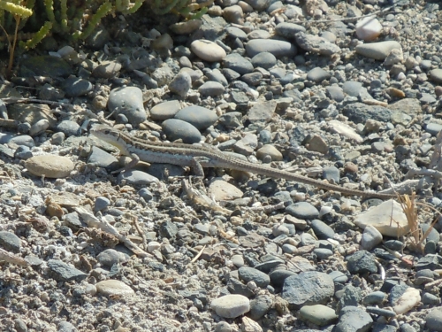 Ophisops elegans (Cyprus)
