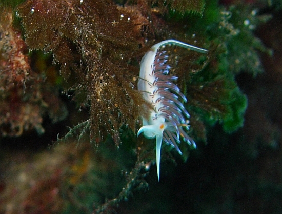 Cratena peregrina