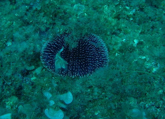 Riccio a Portofino: Sphaerechinus granularis