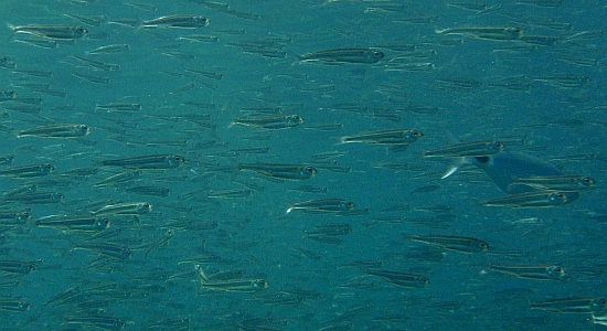 Atherina