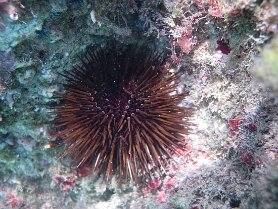 Riccio a Vernazza: Paracentrotus lividus