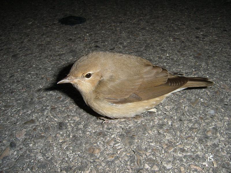 Uccello da identificare