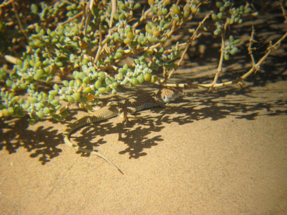 Acantodattilo marocchino da id