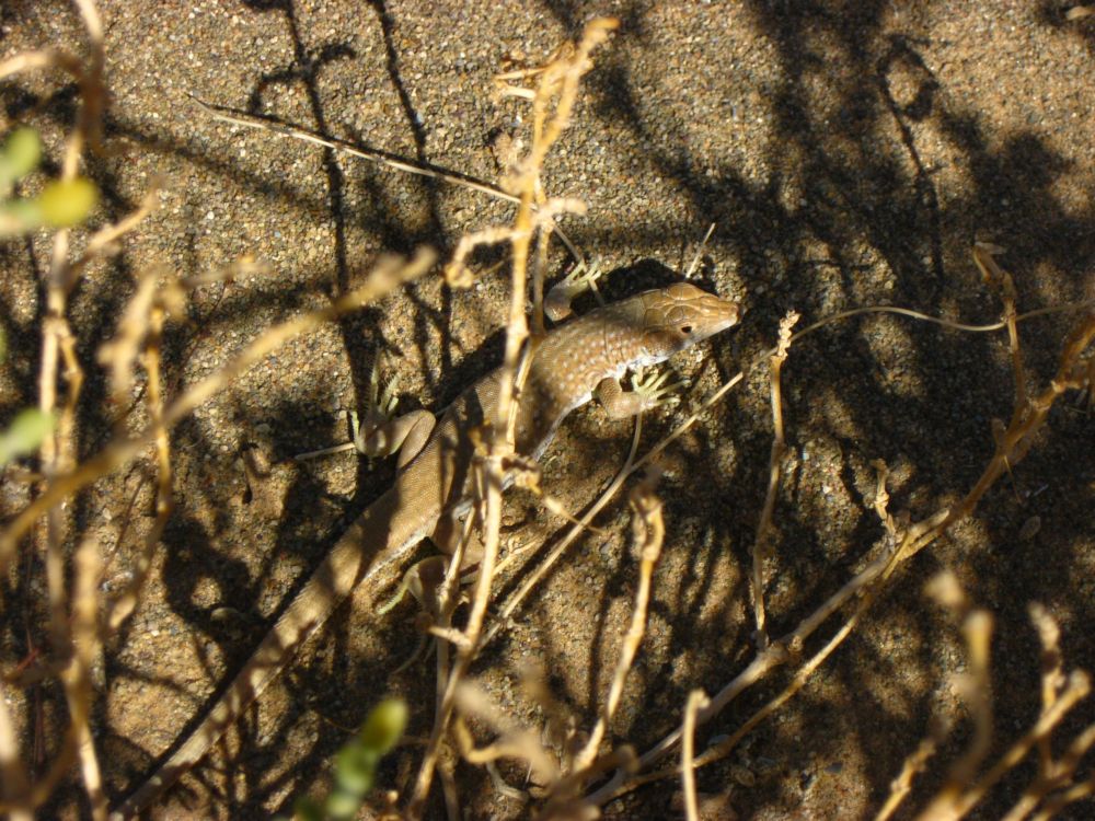 Acantodattilo marocchino da id