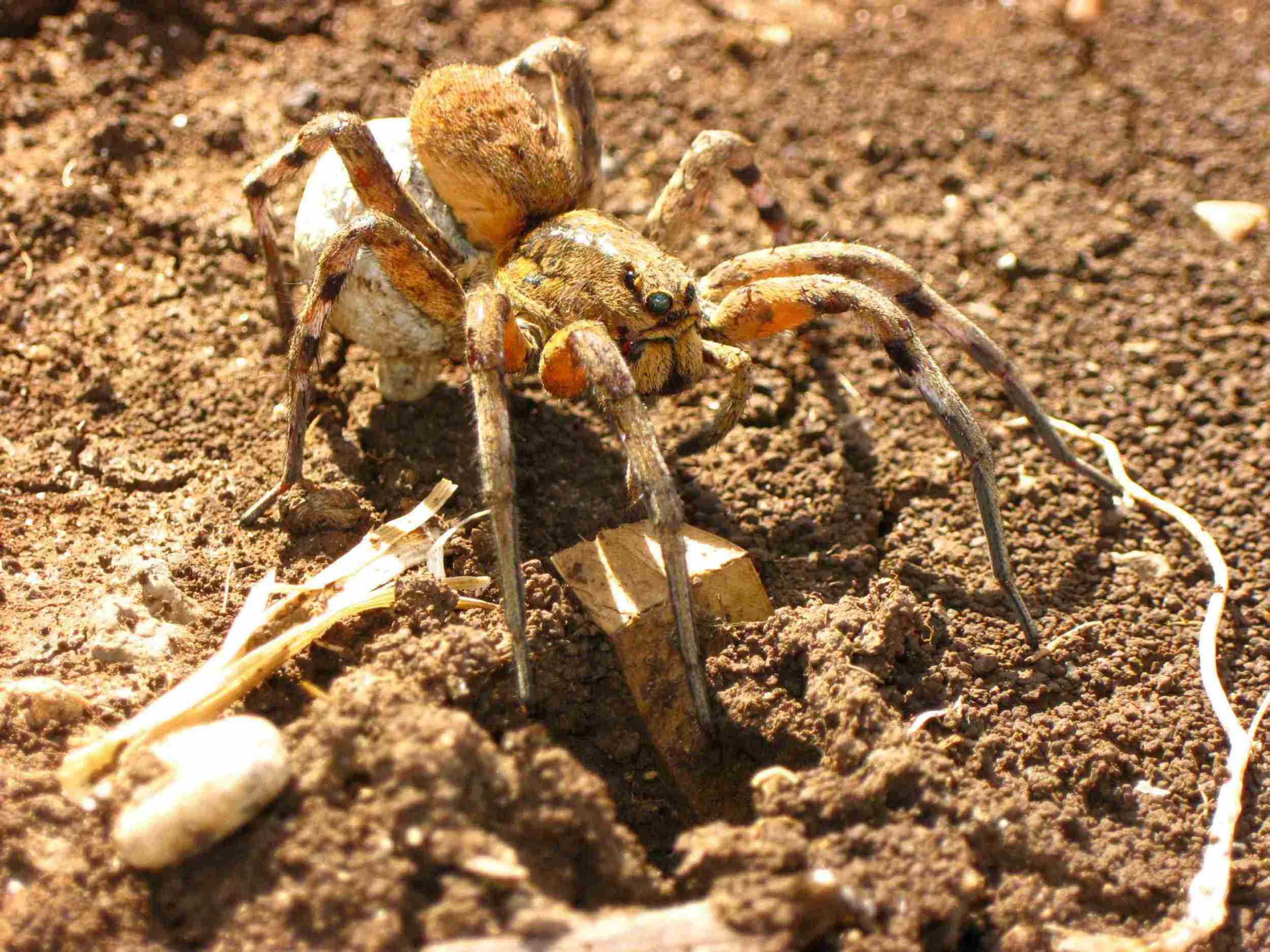 Ragno israeliano (Lycosiidae con ovisacco)
