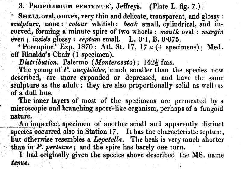 dubbi: Propilidium o Acroloxus?