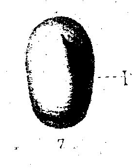 dubbi: Propilidium o Acroloxus?