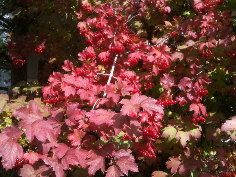 Viburnum opulus