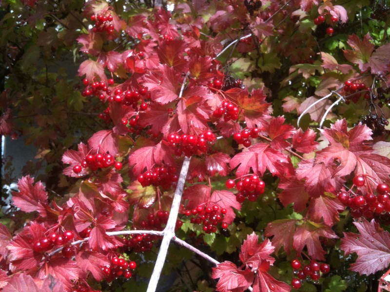 Viburnum opulus