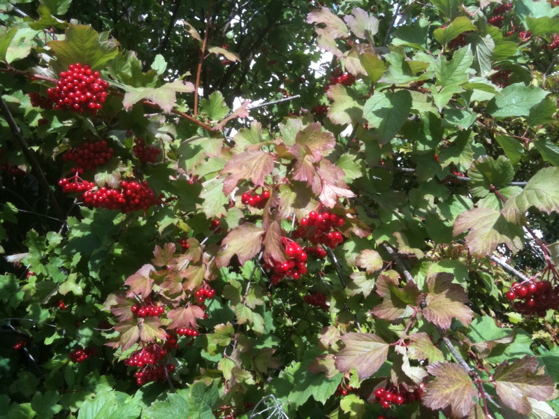 Viburnum opulus